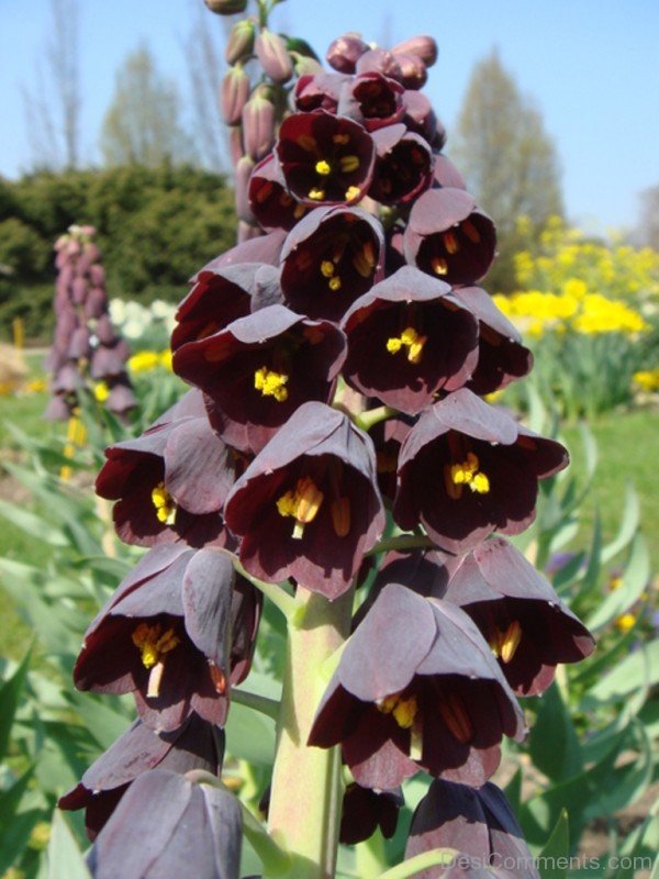 Magnificent Fritillaria Persica Flowers