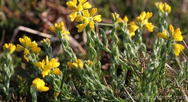 Magnificent Spanish Gorse Flowers