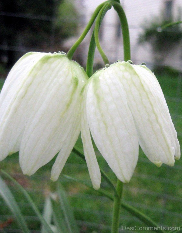 Magnificent White Snake’s Head Fritillary