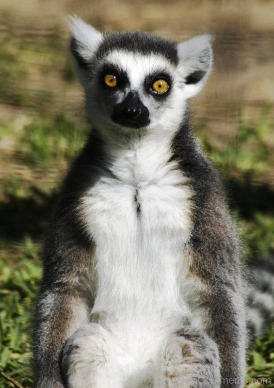 Animal Lemur-adb324desi724