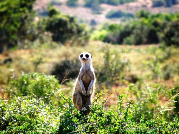 Meerkat In Forest