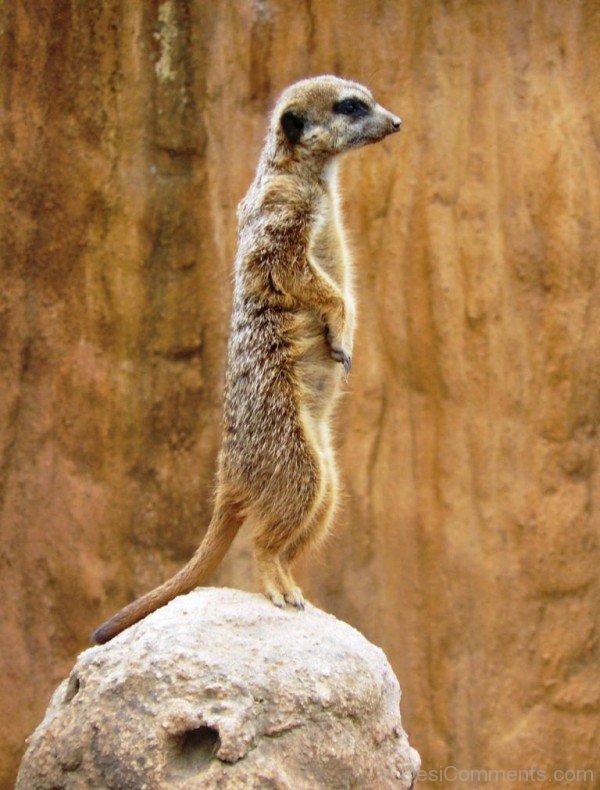 Meerkat On Rock