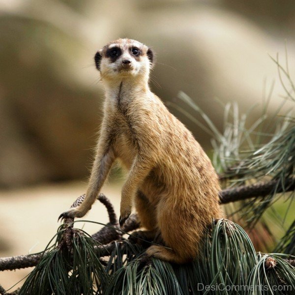 Meerkat On Tree