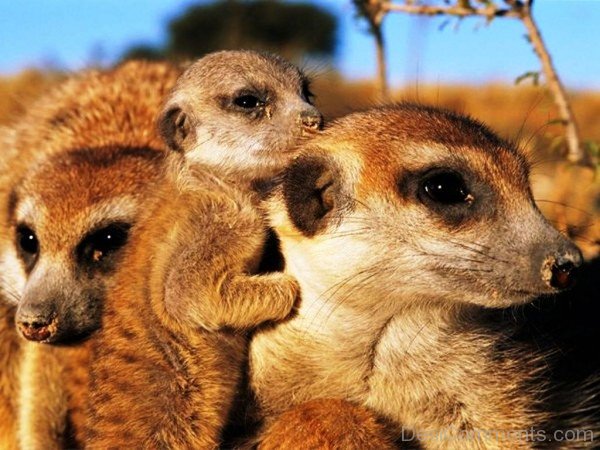 Meerkat Picture