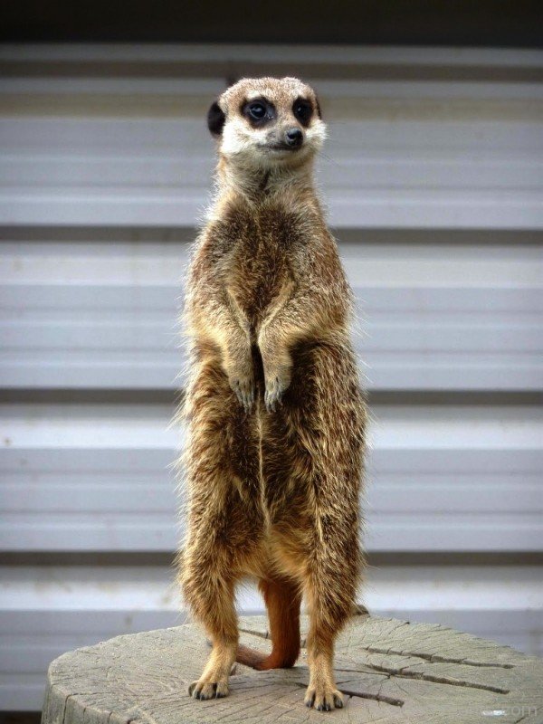 Meerkat Standing -adb019desipkk20