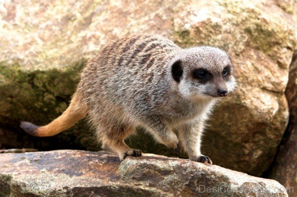 my time at sandrock meerkat