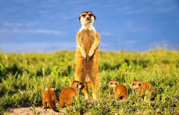 Meerkat With Babies