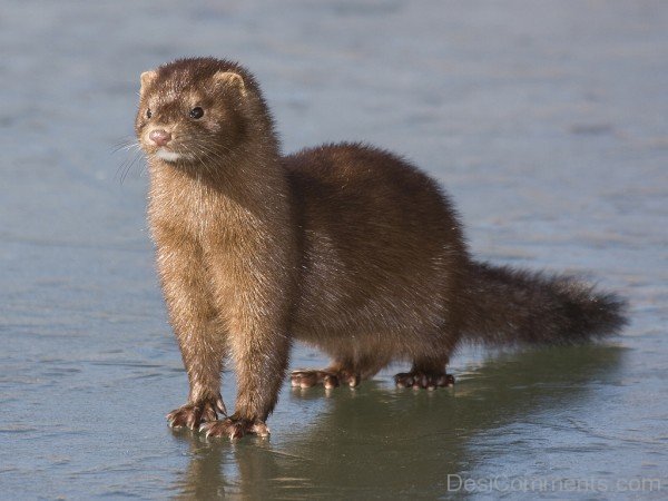 Mink Near Sea