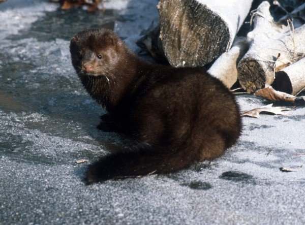 Mink On Road