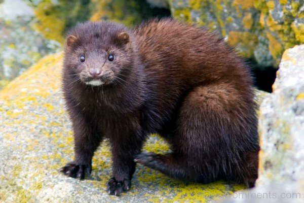 Mink On Rock