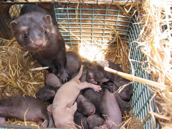 Mink With Babies