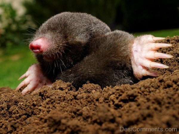 Mole In Sand