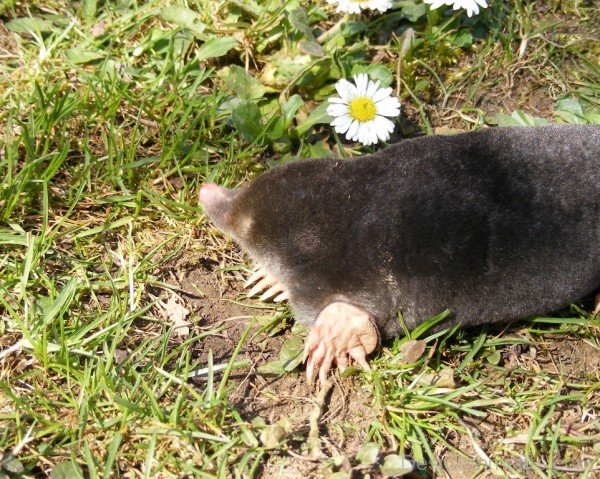 Mole On Grass