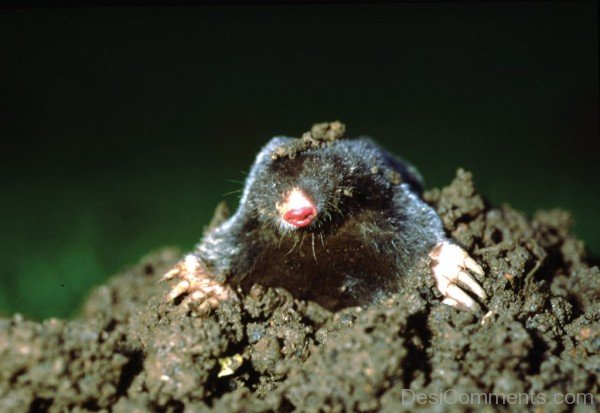 Mole Picture