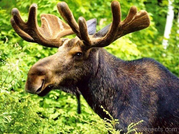 Moose Closeup