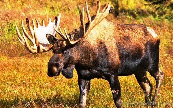 Moose In Forest Image