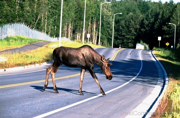 Moose On Road