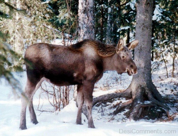 Moose On Snow