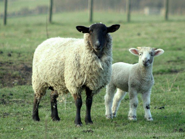 Mother And Little Sheep