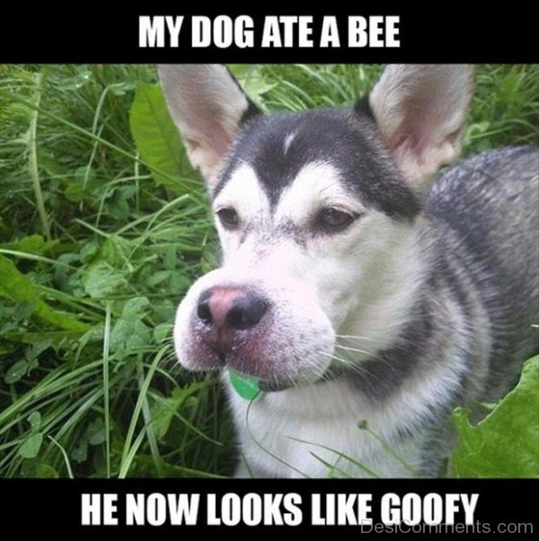 My Dog Ate A Bee