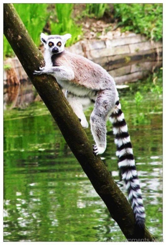 Nice Lemur