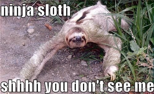 Ninja Sloth