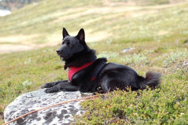 Norwegian Moose Dog-A0DB11DC74111