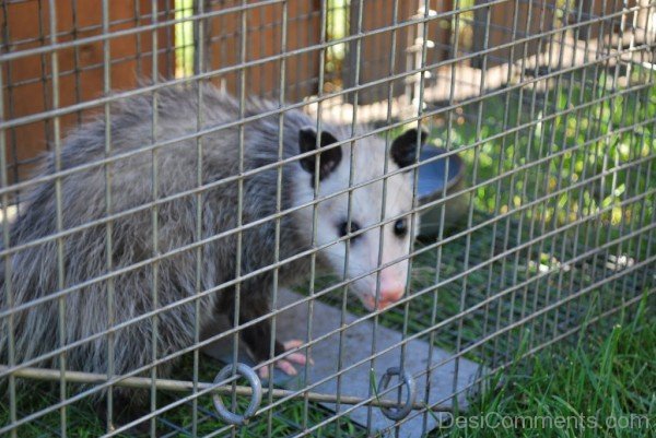 Opossum In Cage