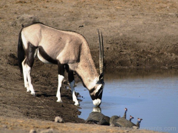 Oryx Drinking Water