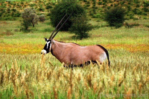 Oryx Photo-adb117desicomm17