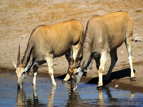 Oryxes Drinking Water