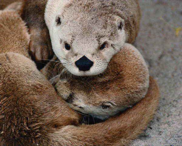 Otters