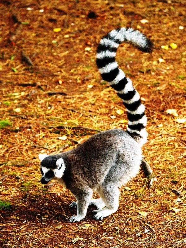 Phenomenal Lemur