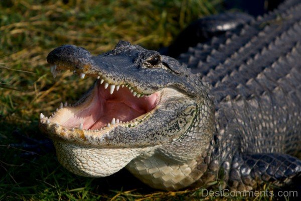 Photo Of Alligator-db053