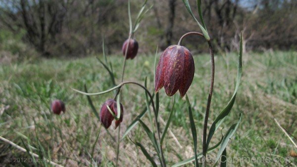 Photo Of Fritillaria Montana