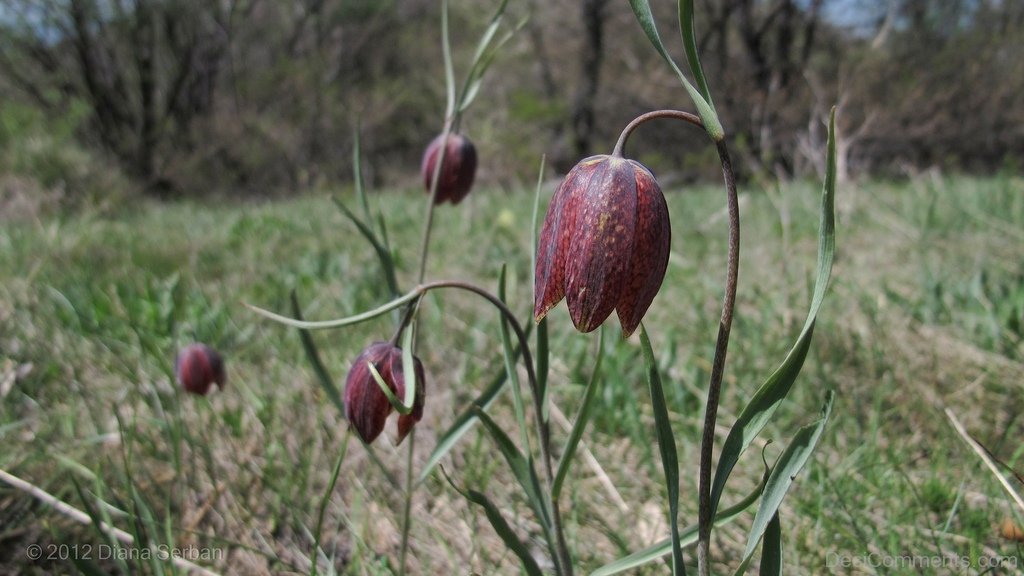 Photo Of Fritillaria Montana - DesiComments.com