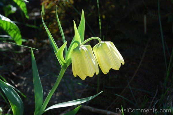 Photo Of Fritillaria Pallidiflora