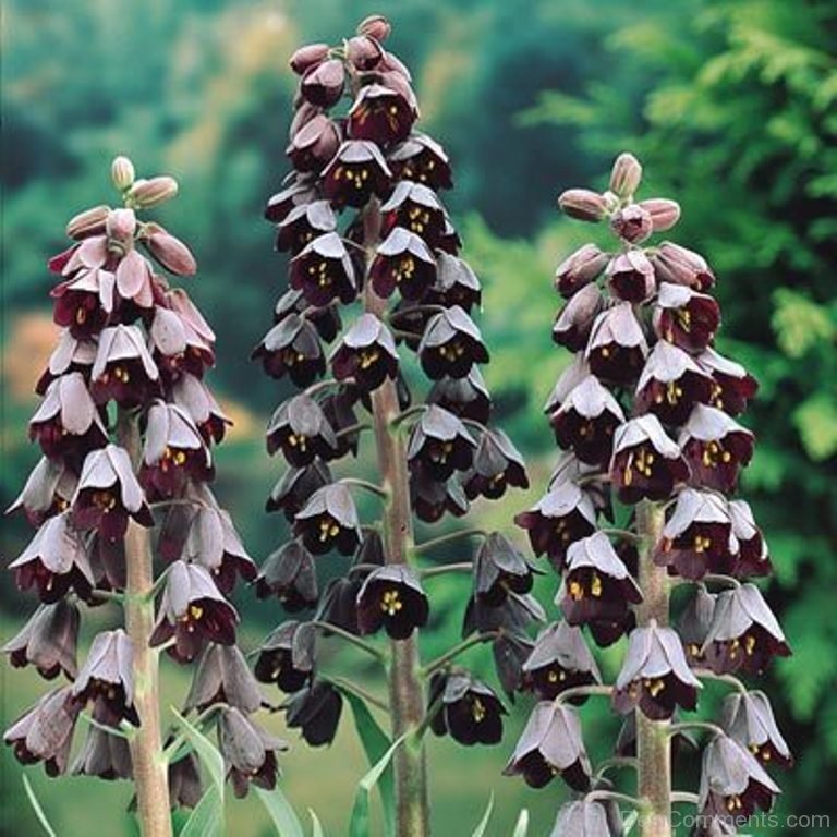 Photo Of Fritillaria Persica Flowers - DesiComments.com