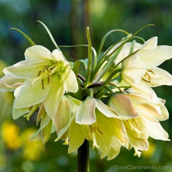 Photo Of Fritillaria Raddeana