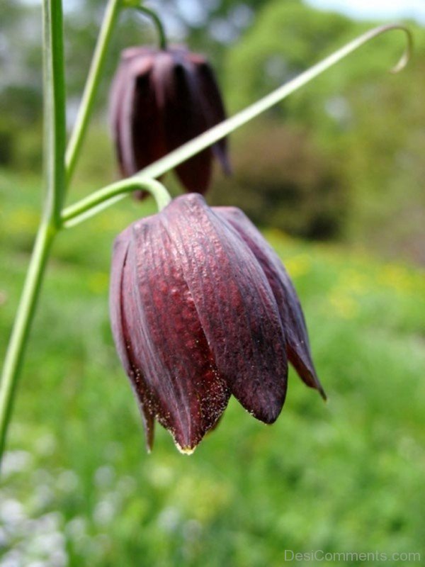 Photo Of Fritillaria Ruthenica