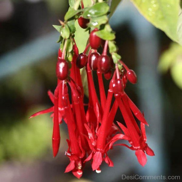 Photo Of Fuchsia Boliviana