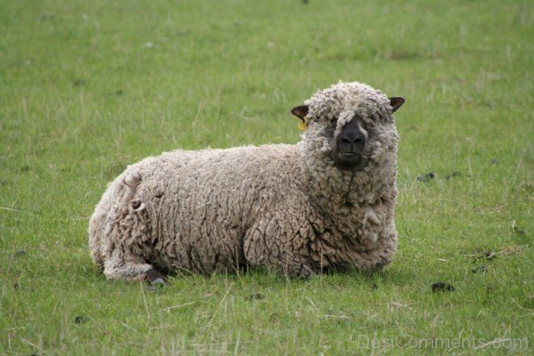 Photo Of Sheep