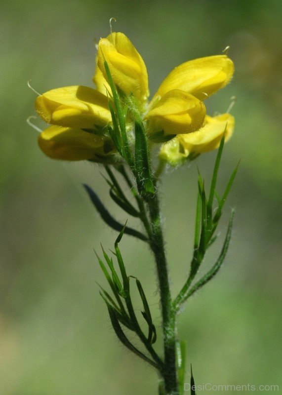 Photo Of Spanish Gorse