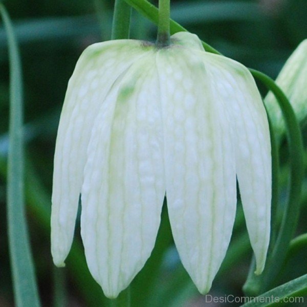 Photo Of White Snake’s Head Fritillary