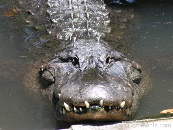 Picture Of Alligator-db054