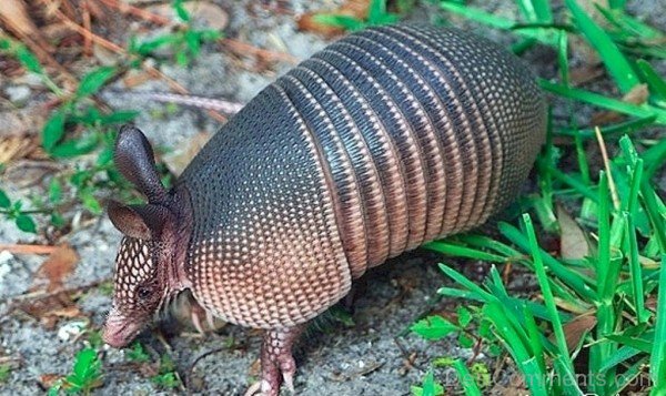 Picture Of Armadillo-db041