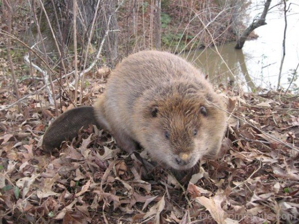 Picture Of Beaver