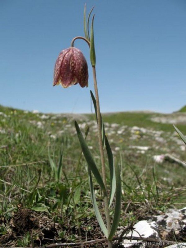 Picture Of Fritillaria Montana