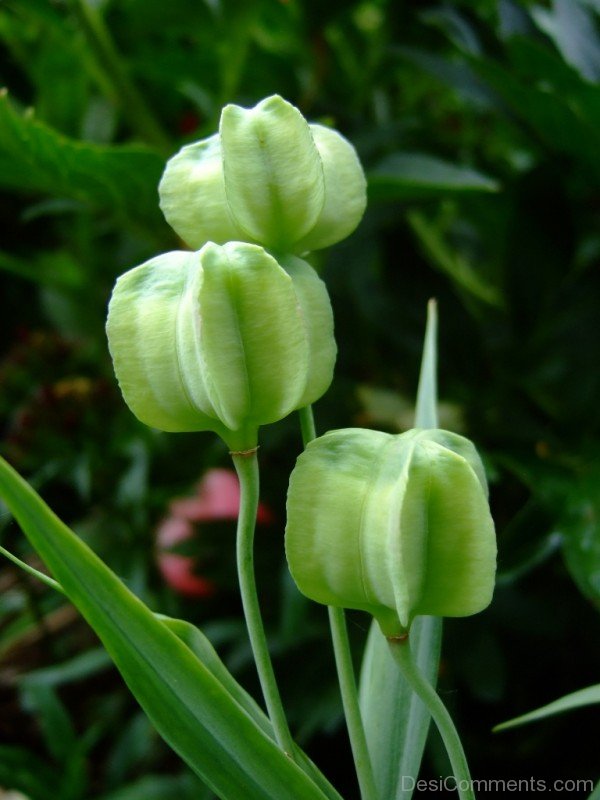 Picture Of Fritillaria Pallidiflora