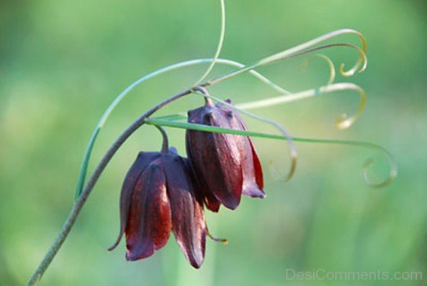 Picture Of Fritillaria Ruthenica